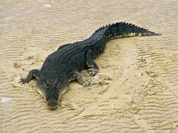 69 People Die at a Funeral after Drinking Beer Poisoned with Crocodile Bile